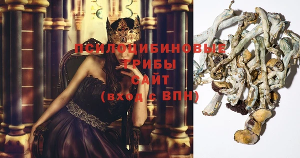 прущие грибы Баксан