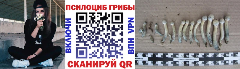 нарко площадка наркотические препараты  Великие Луки  Галлюциногенные грибы Psilocybe  как найти наркотики 